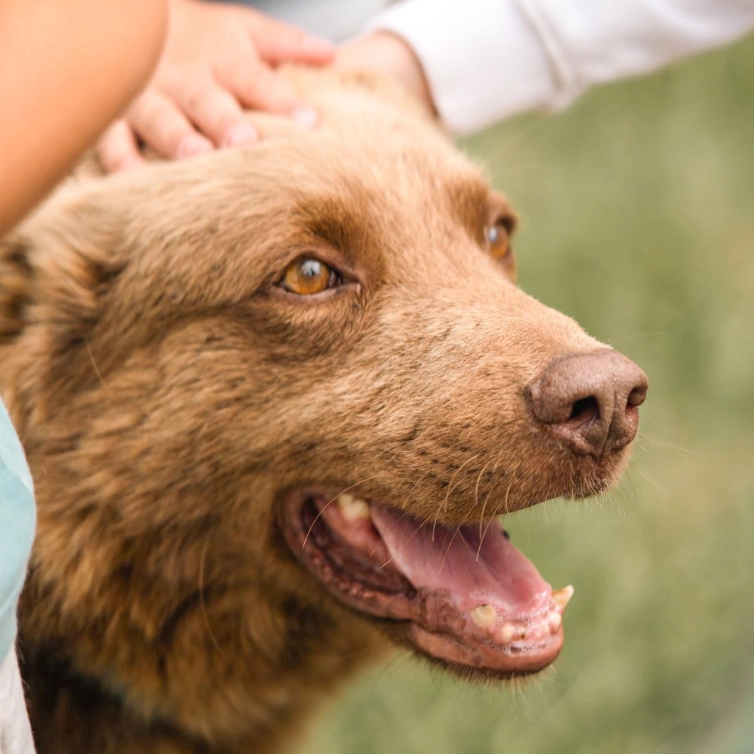 Día 10 de Agosto  | Visita + Taller de Cepillado Canino | Solo 15 Plazas